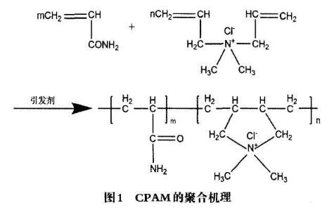 圖1CPAM的聚合機(jī)理